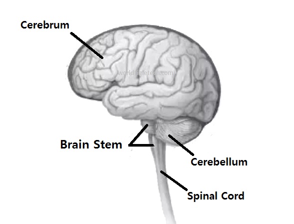 The lower part of the brain